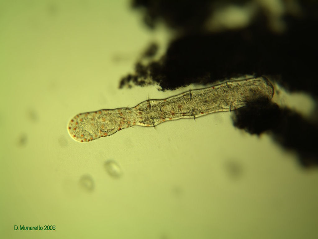 Verme a pallini rossi... [ Aeolosoma sp. ]